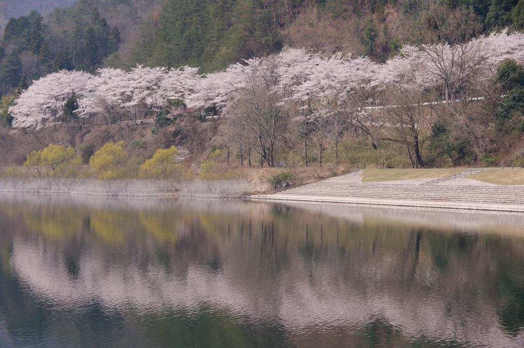 桜並木