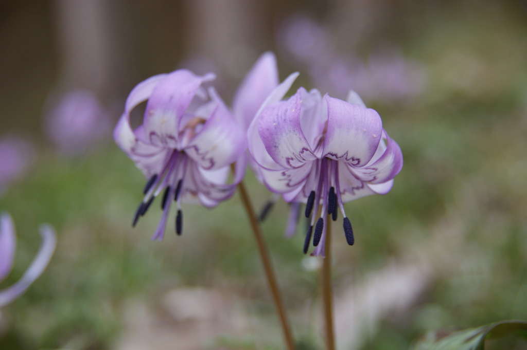 カタクリの花