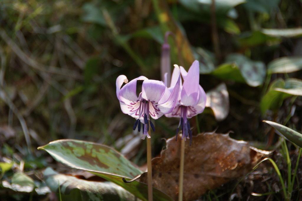 カタクリの花
