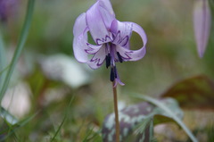 カタクリの花