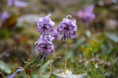 カタクリの花