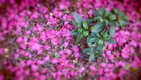 花びら