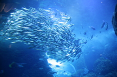 水族館