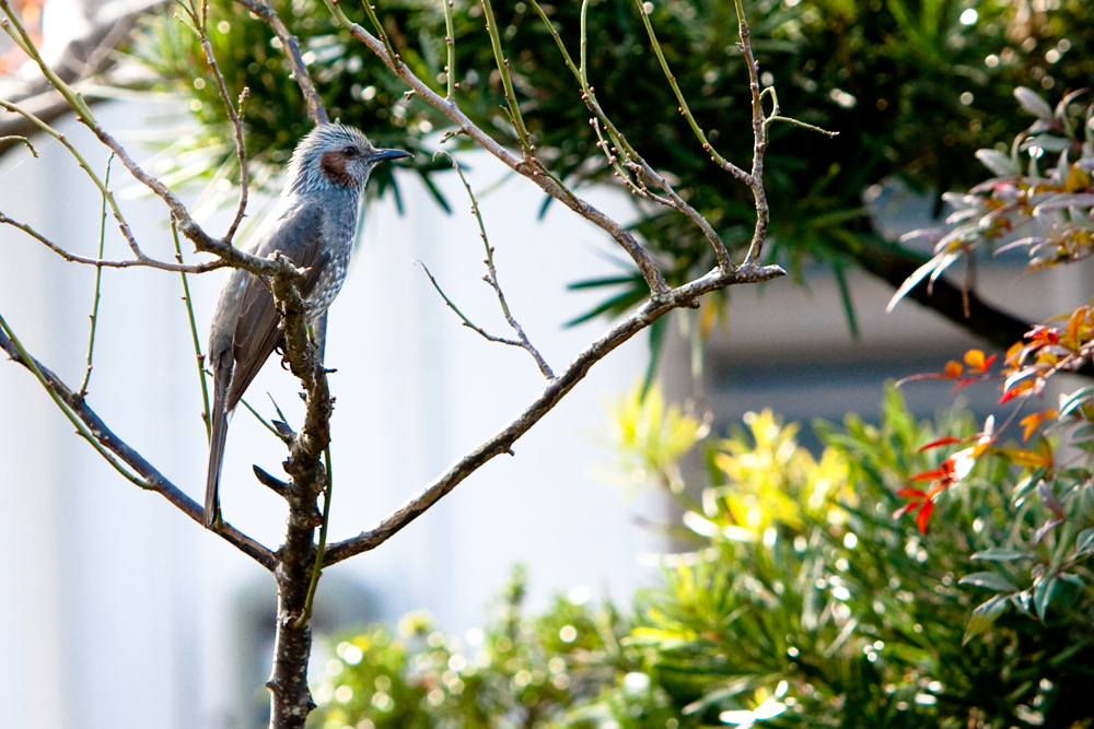 20091212-DSC00376b