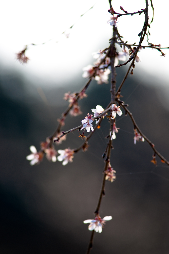20091209-DSC00093b