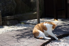 DSC00935
