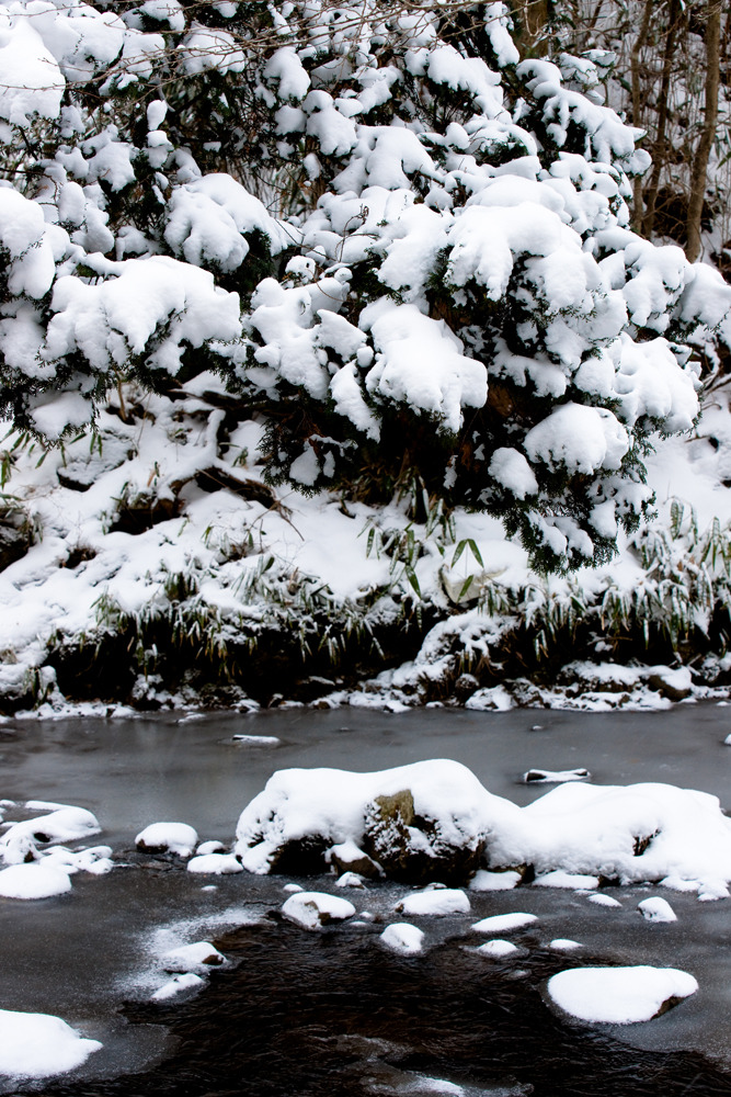 20100114-DSC00908-2b