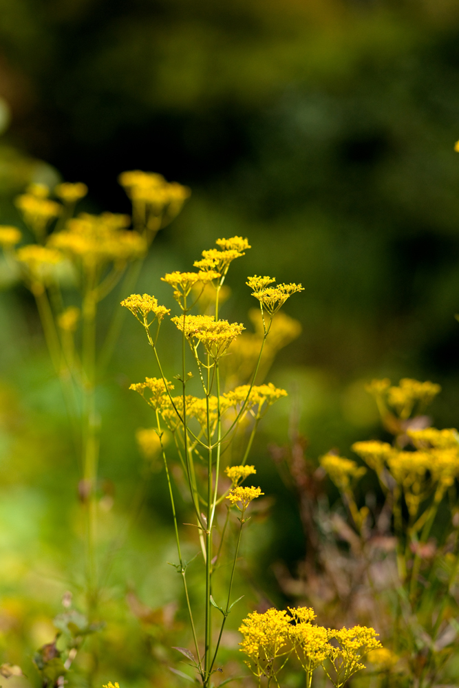 20090827-DSC05274b