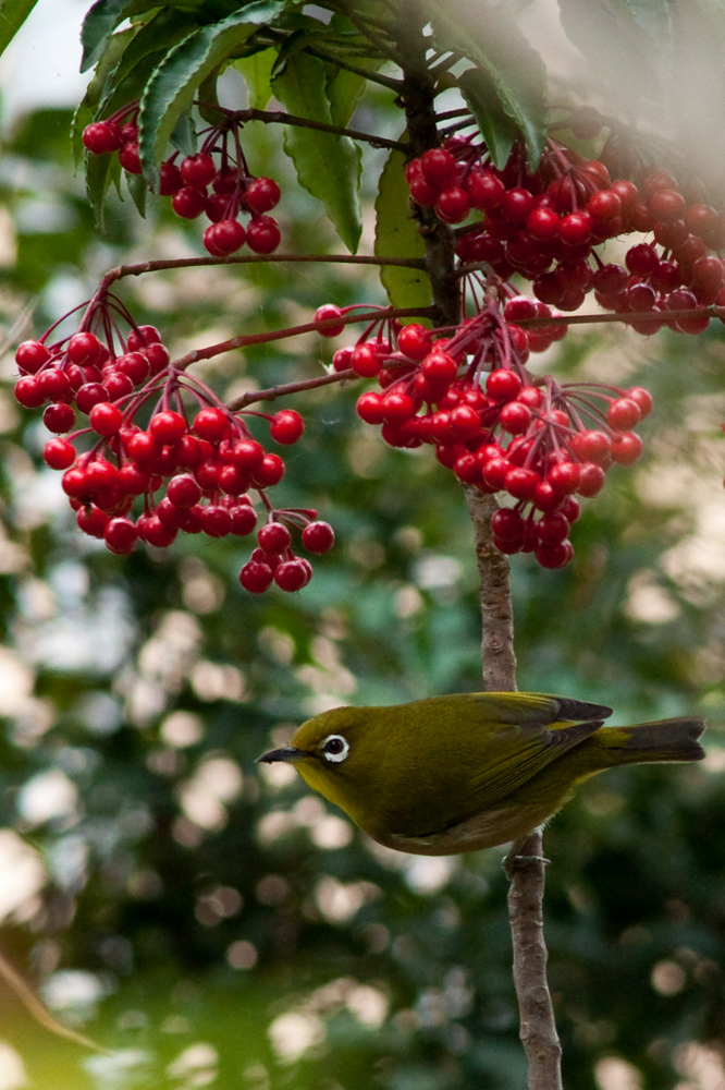 20091210-DSC00230b