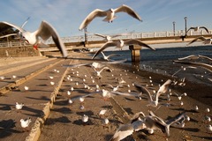 20080117-IMGP8052