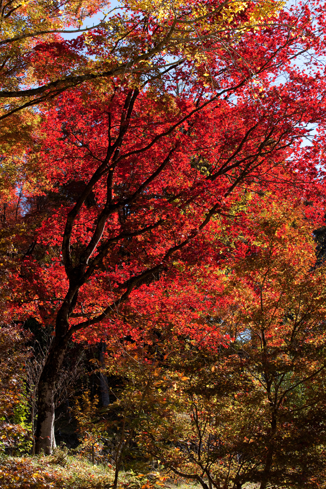 20091104-DSC08225b