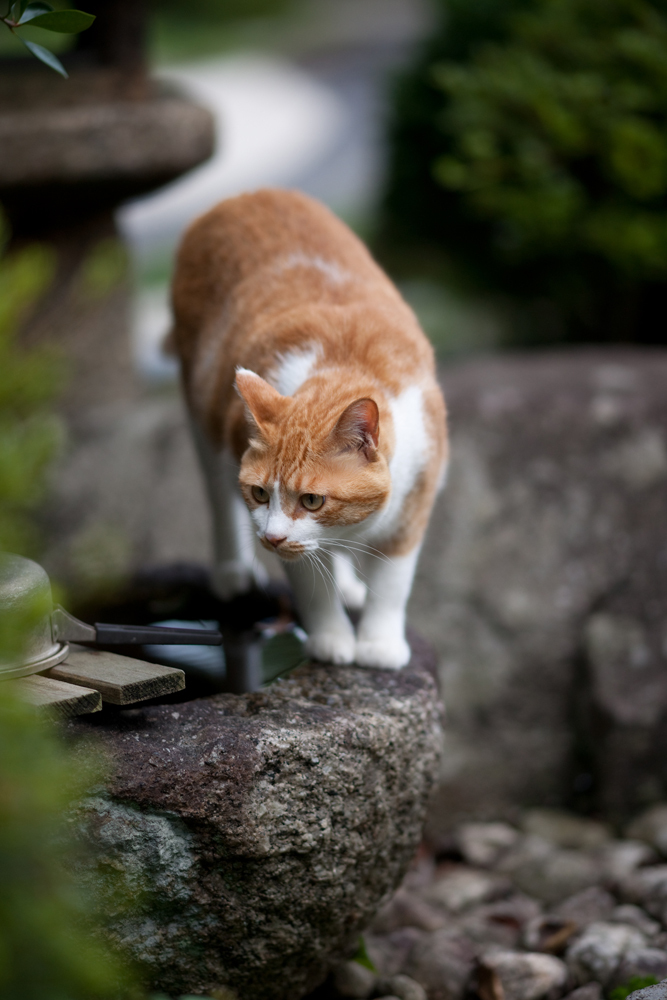 我が家の猫