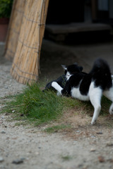 我が家の猫