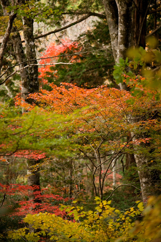 20091028-DSC07711