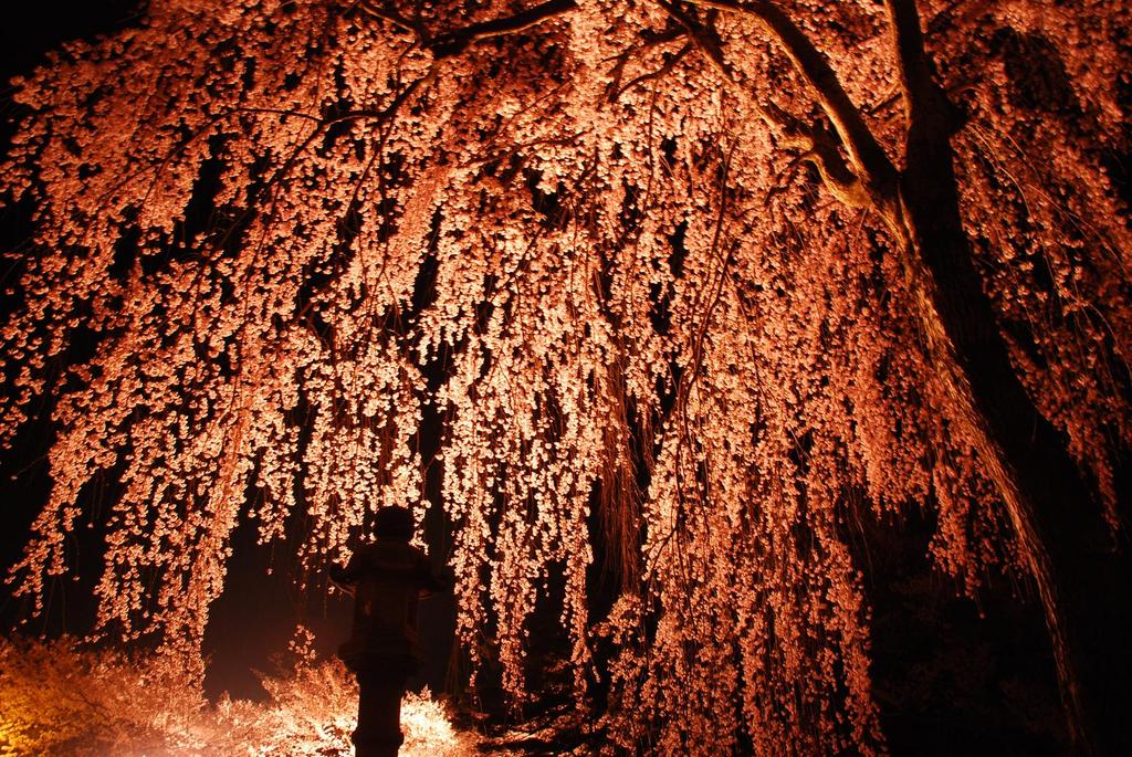 桜花火