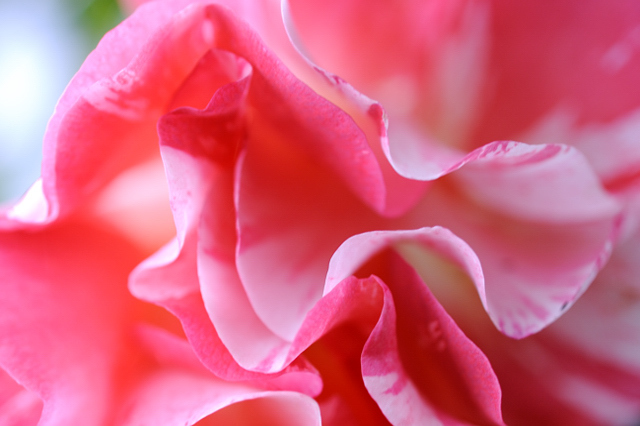 薔薇