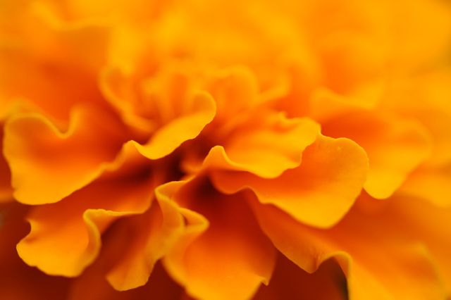 マリーゴールド