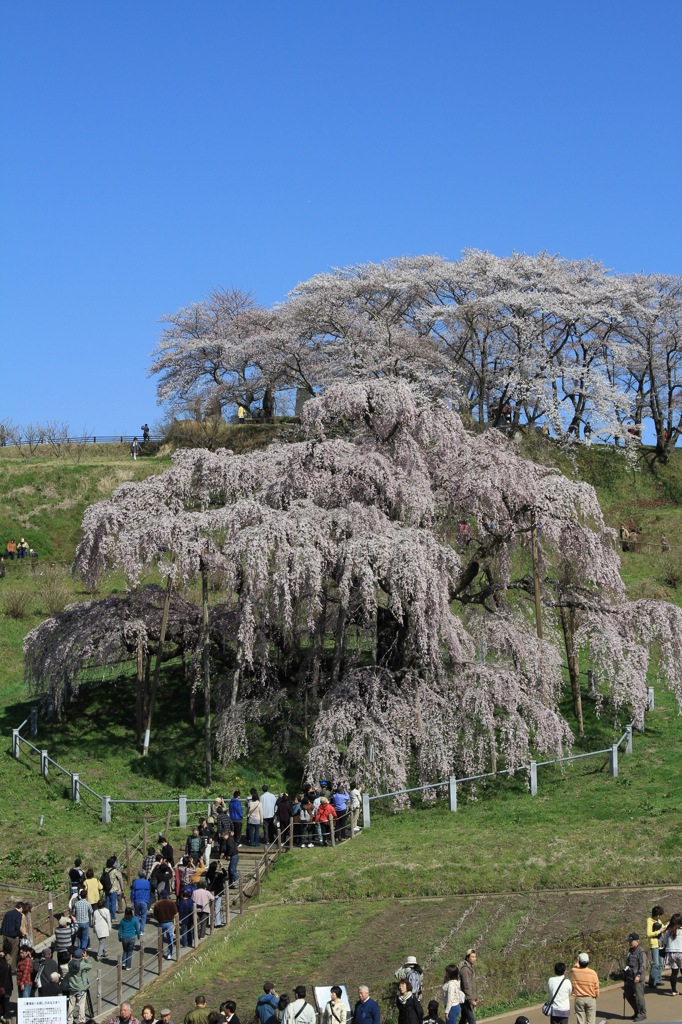 福島県　三春の滝桜