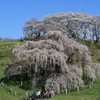 福島県　三春の滝桜