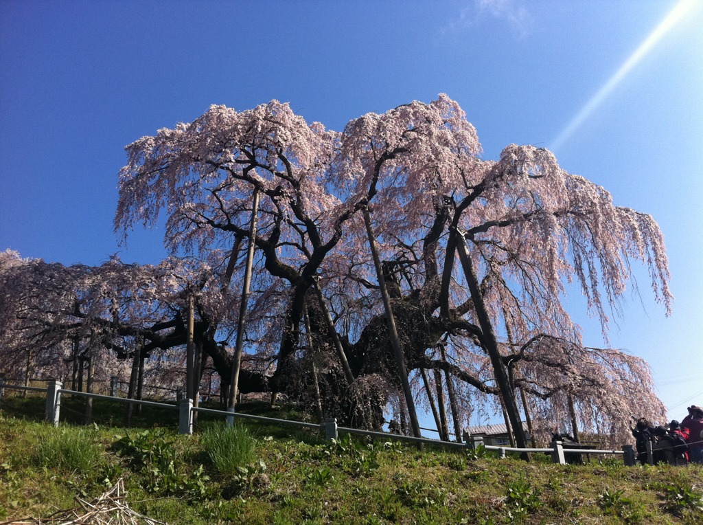 Iphone4で滝桜