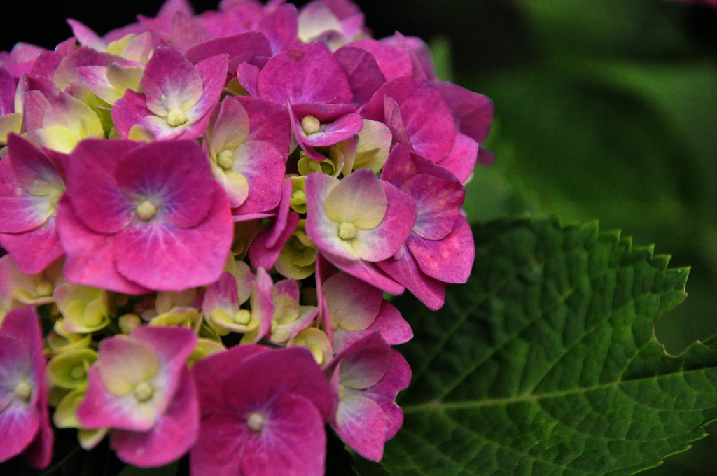 紫陽花