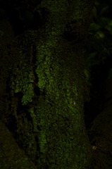 闇に浮かぶ木