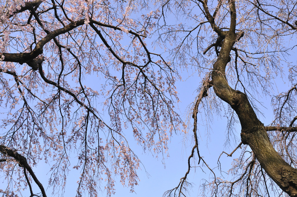 今年初、桜