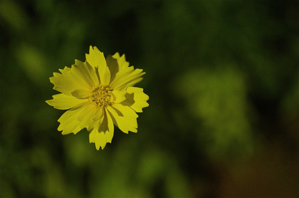 黄花
