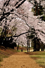 桜道