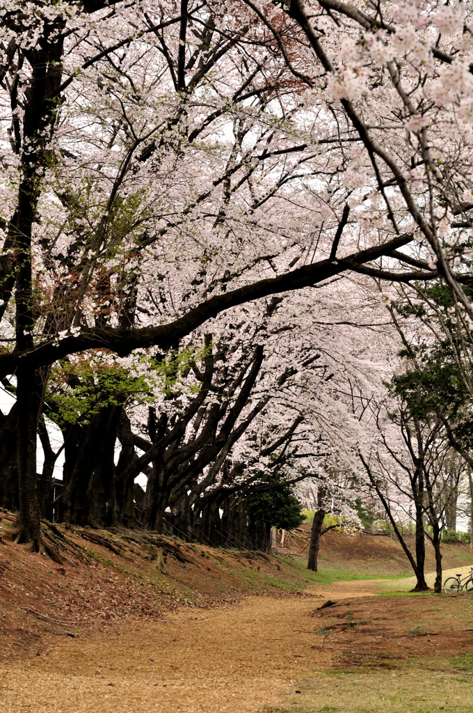 桜道２