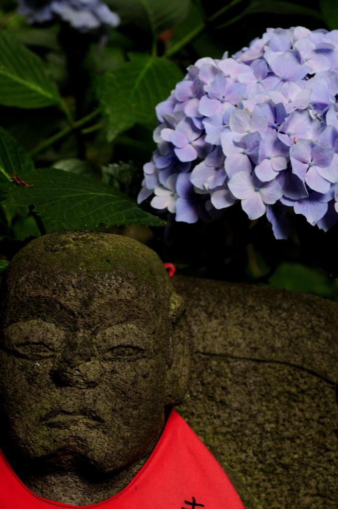 地蔵と紫陽花