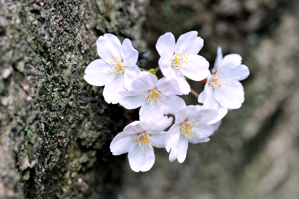 桜の季節