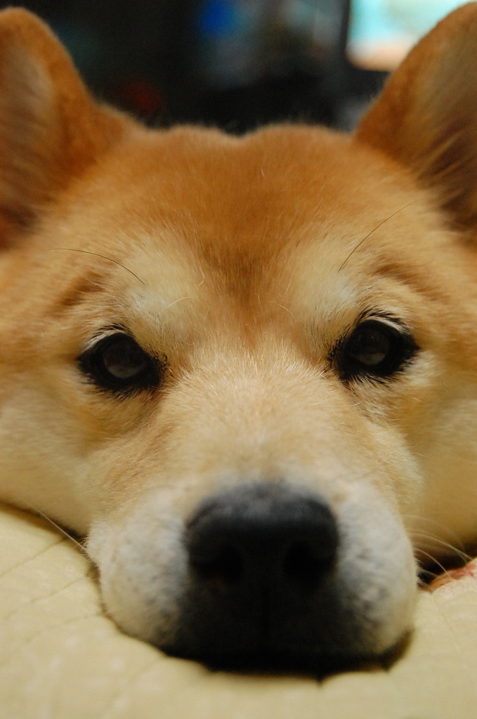 にらめっこ