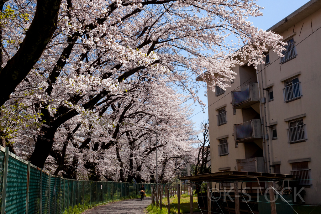 団地の桜