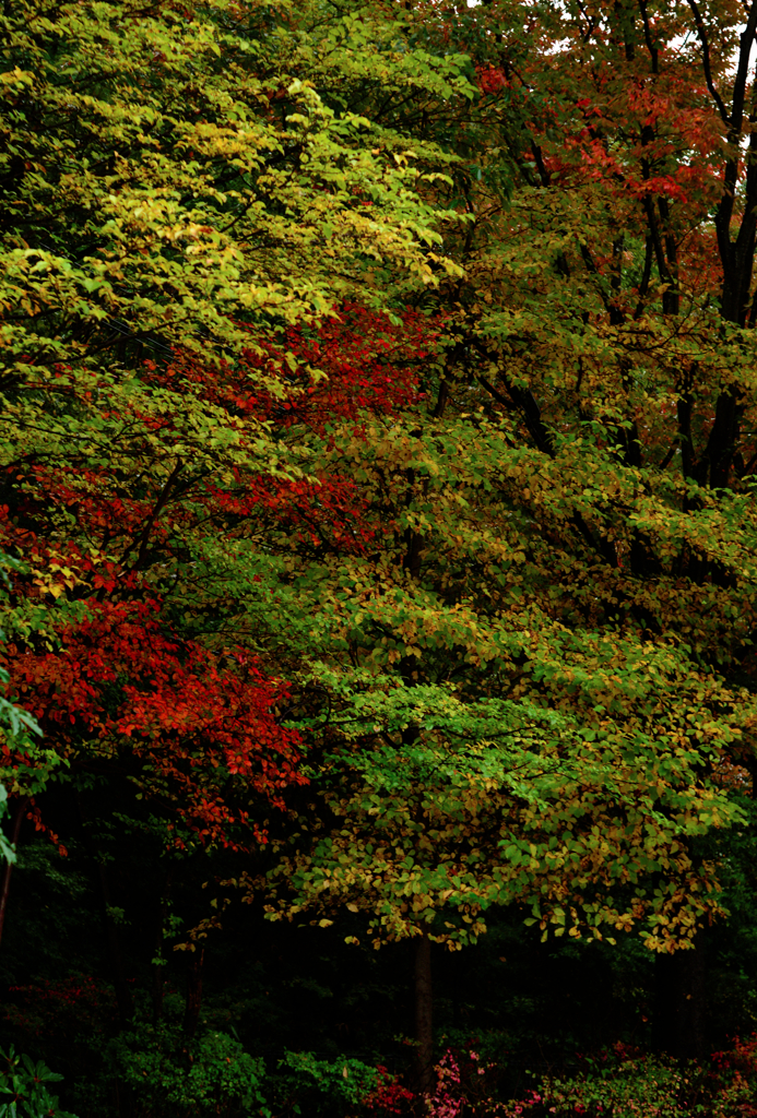 雨の紅葉