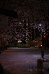 夜桜