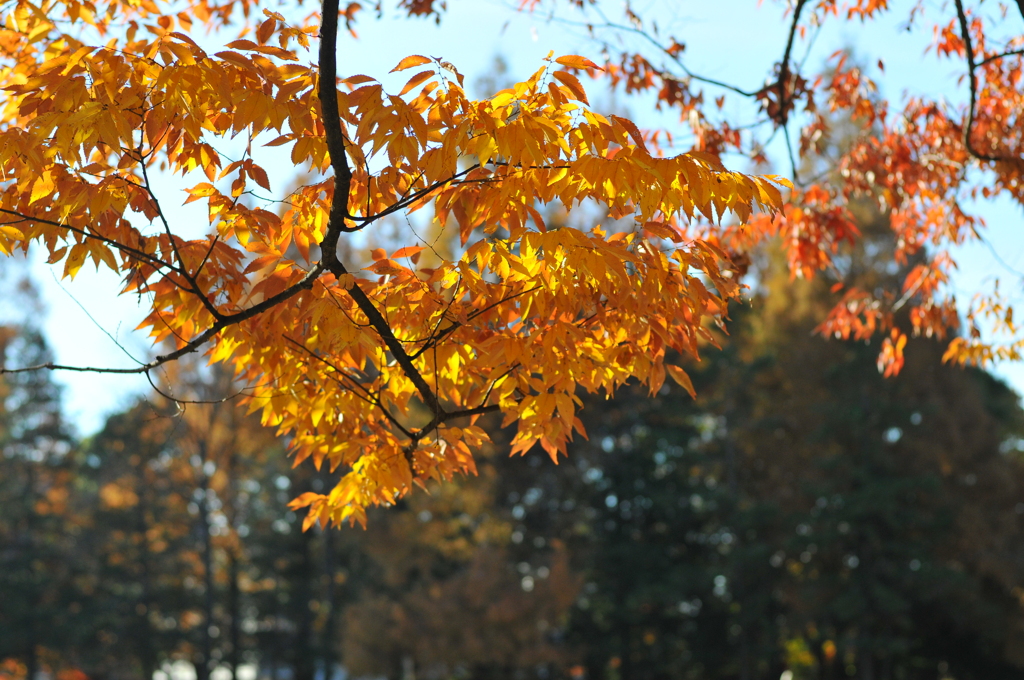 Planar 50mm f1.4 ZF