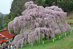 三春滝桜