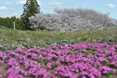 丘の向こうに