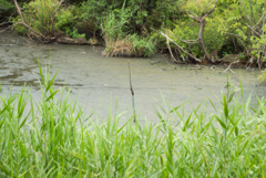 馬鹿者どもが夢の跡