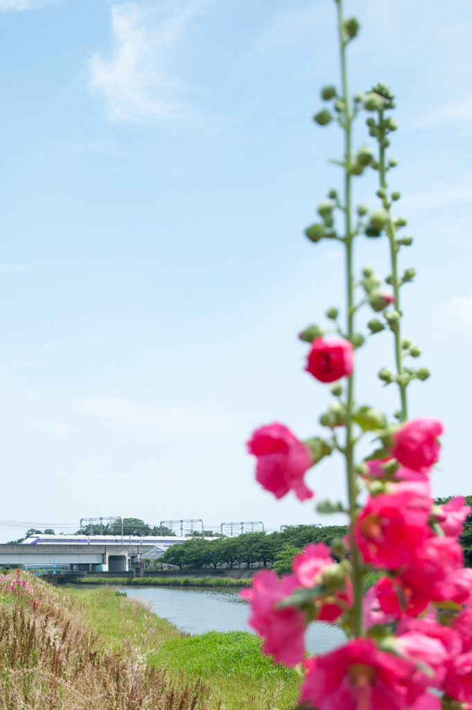 スペーシアにタチアオイ