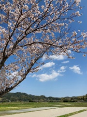 桜と代掻き