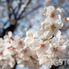 桜／Leica X