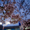 夜桜／GRⅢ