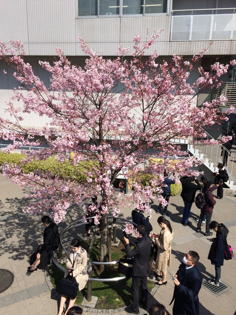 桜