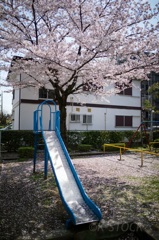 小さな公園の大きな桜の木