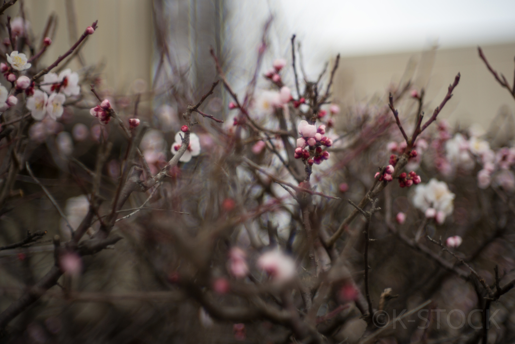 NIKKOR 5cm f1.4 ／梅