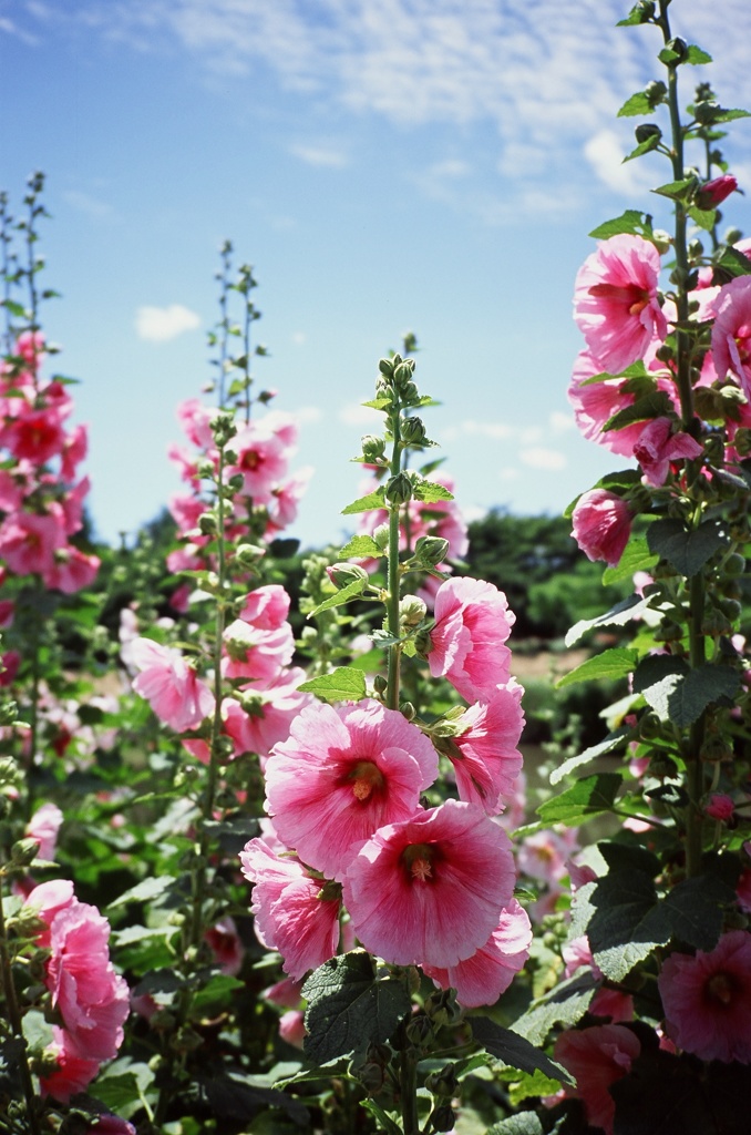 夏の花