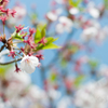 葉桜