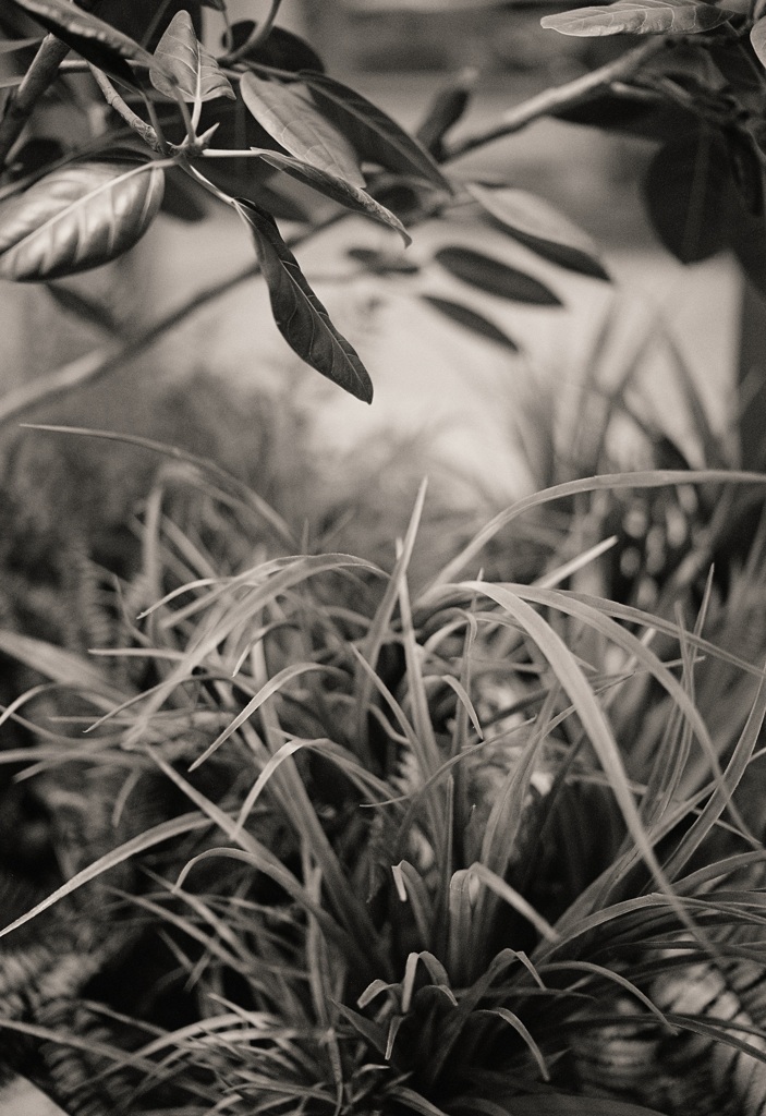 NOCTILUX 35mm f1.2 ASPH. / Film